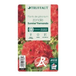 Géranium Zonale 'Sunrise® Fernando' Label Rouge : 10 Plants 8 Géranium Zonale 'Sunrise® Fernando' Label Rouge : 10 Plants -Magasin De Graines De Plantes 697186 004