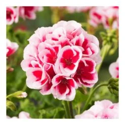 Géranium Zonale Americana® White Splash Improved'Label Rouge:10 Plants -Magasin De Graines De Plantes 697188 005