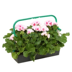 Géranium Zonale Americana® White Splash Improved'Label Rouge:10 Plants -Magasin De Graines De Plantes 697188 2080140