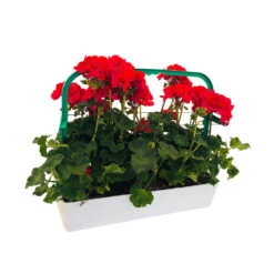 Géranium Zonale 'Tango® Neon Purple' Label Rouge : 10 Plants -Magasin De Graines De Plantes 697190 002