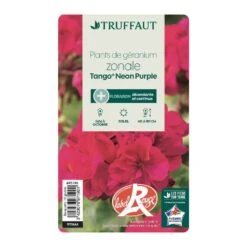 Géranium Zonale 'Tango® Neon Purple' Label Rouge : 10 Plants -Magasin De Graines De Plantes 697190 005