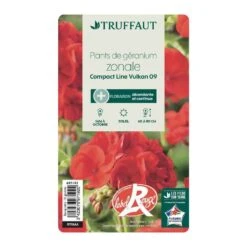 Géranium Zonale 'Compact Line Vulkan 09' Label Rouge : 10 Plants -Magasin De Graines De Plantes 697192 004
