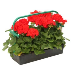 Géranium Zonale 'Compact Line Vulkan 09' Label Rouge : 10 Plants -Magasin De Graines De Plantes 697192 2080104