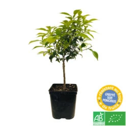 Yuzu AB: Pot 3L, Greffe -Magasin De Graines De Plantes 697329 005
