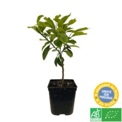 Mandarinier Satmusa : AB, C3L Greffe 6 Mandarinier Satmusa : AB, C3L Greffe -Magasin De Graines De Plantes 697333 004