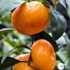 Mandarinier Satmusa : AB, C3L Greffe 7 Mandarinier Satmusa : AB, C3L Greffe -Magasin De Graines De Plantes 697333 005