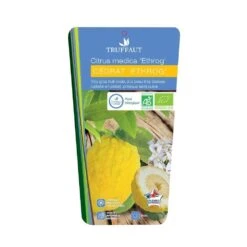 Cedratier 'ethrog' : AB, C3L -Magasin De Graines De Plantes 697335 002