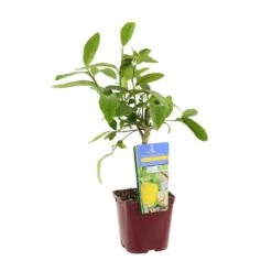 Cedratier 'ethrog' : AB, C3L -Magasin De Graines De Plantes 697335 003
