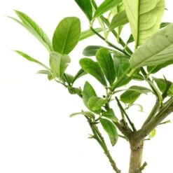 Cedratier 'ethrog' : AB, C3L -Magasin De Graines De Plantes 697335 004