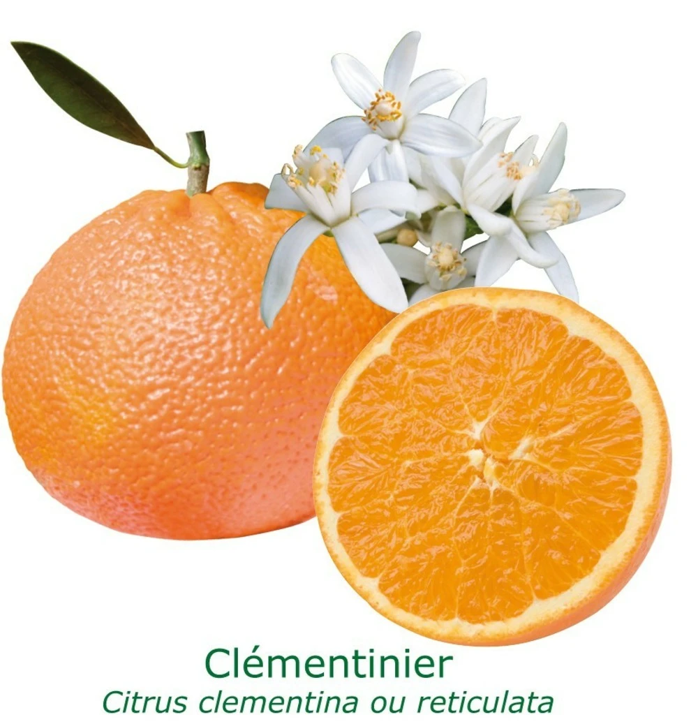 Clementinier Bio Tailles:pot De 3 Litres, Hauteur 30/40 Cm 1 Clementinier Bio Tailles:pot De 3 Litres, Hauteur 30/40 Cm