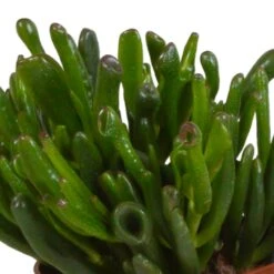 Crassula, Box De 3 Plantes - H15cm, ø10,5cm - Plantes D'intérieur -Magasin De Graines De Plantes 6afb084e7f368b74