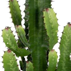 Euphorbia Acrurensis - H80cm, ø24cm - Grande Plante D'intérieur 7 Euphorbia Acrurensis - H80cm, ø24cm - Grande Plante D'intérieur -Magasin De Graines De Plantes 6b09bab30d1cdf42