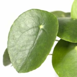 Pilea Peperomiodes - H20cm, ø12cm - Plante D'intérieur -Magasin De Graines De Plantes 6caa72f447548b19