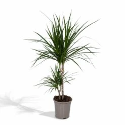 Dracaena Marginata - H70cm, ø17cm - Grande Plante D'intérieur