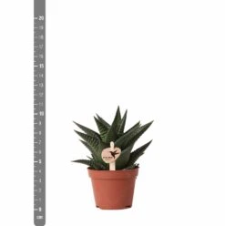 Haworthia Limifolia - ø6cm - H11cm, ø6cm - Plante D'intérieur -Magasin De Graines De Plantes 6f5c034fd84b61ae