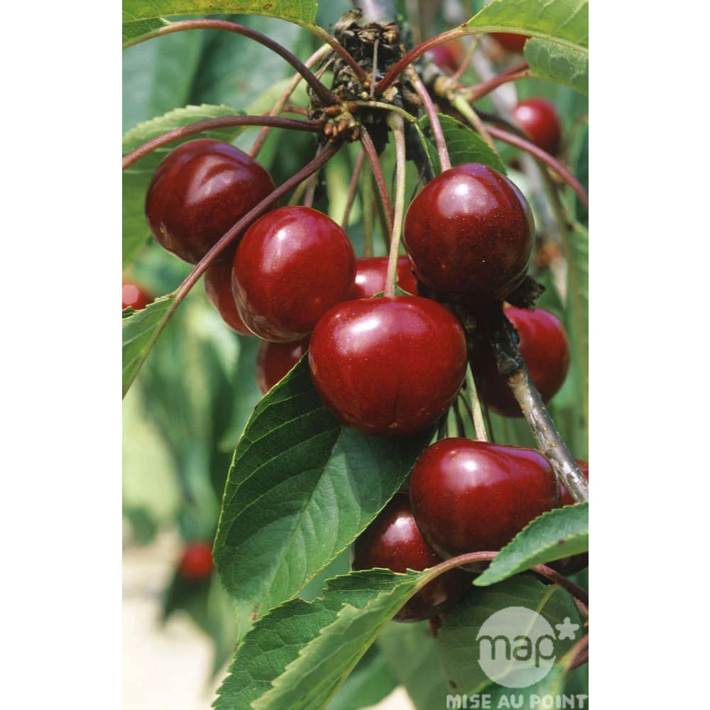 Cerisier Bigarreau Van : Demi Tige 2 Ans D'âge Ctr 15 Litres 2 Cerisier Bigarreau Van : Demi Tige 2 Ans D'âge Ctr 15 Litres – Image 2