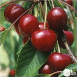 Cerisier Bigarreau Van : Demi Tige 2 Ans D'âge Ctr 15 Litres 5 Cerisier Bigarreau Van : Demi Tige 2 Ans D'âge Ctr 15 Litres -Magasin De Graines De Plantes 71296 004