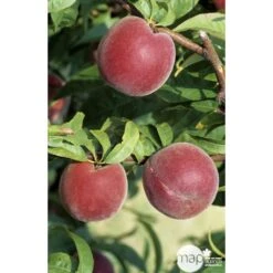 Pêcher à Chair Jaune JH Hale : Demi Tige 6/8 Cm 2 Ans D'âge Ctr 12L 6 Pêcher à Chair Jaune JH Hale : Demi Tige 6/8 Cm 2 Ans D'âge Ctr 12L -Magasin De Graines De Plantes 71318 002