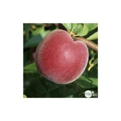 Pêcher à Chair Jaune JH Hale : Demi Tige 6/8 Cm 2 Ans D'âge Ctr 12L 7 Pêcher à Chair Jaune JH Hale : Demi Tige 6/8 Cm 2 Ans D'âge Ctr 12L -Magasin De Graines De Plantes 71318 003