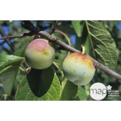 Prunier Reine Claude De Bavay : ½ Tige, 4-5 Ans, H 170-180 Cm -Magasin De Graines De Plantes 71365 002