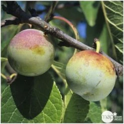 Prunier Reine Claude De Bavay : ½ Tige, 4-5 Ans, H 170-180 Cm -Magasin De Graines De Plantes 71365 003