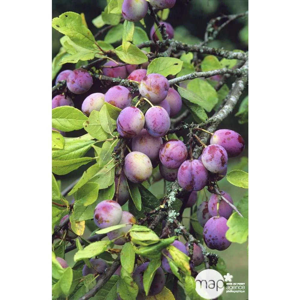 Prunier Reine Claude Violette Gobelet 2 Prunier Reine Claude Violette Gobelet – Image 2