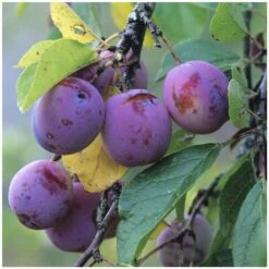 Prunier Reine Claude Violette Gobelet 8 Prunier Reine Claude Violette Gobelet -Magasin De Graines De Plantes 71372 004