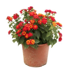 Lantana Camara : C5L