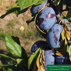 Prunier Colonnaire Toronto® -Magasin De Graines De Plantes 729932 002