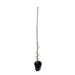 Prunier Colonnaire Toronto® -Magasin De Graines De Plantes 729932 003