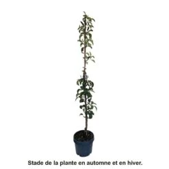 Poirier Colonnaire Londres® -Magasin De Graines De Plantes 729934 004