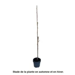 Cerisier Colonnaire Hong Kong® -Magasin De Graines De Plantes 729935 003