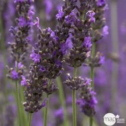 Lavande X Intermedia Dutch Lavander Pot 3L 7 Lavande X Intermedia Dutch Lavander Pot 3L -Magasin De Graines De Plantes 739237 001