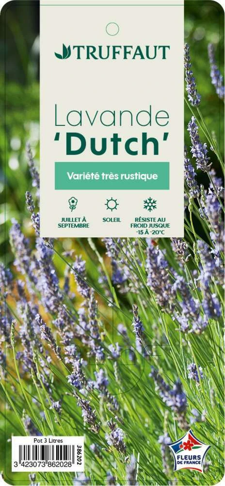 Lavande X Intermedia Dutch Lavander Pot 3L 2 Lavande X Intermedia Dutch Lavander Pot 3L – Image 2