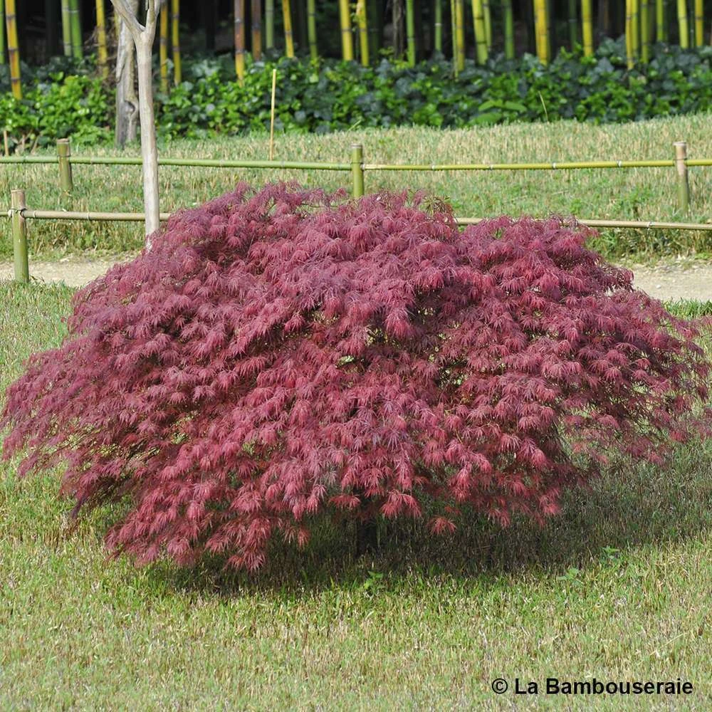 L'Acer Palmatum Dissectum Inaba Shidare : Pot 15L 2 L'Acer Palmatum Dissectum Inaba Shidare : Pot 15L – Image 2