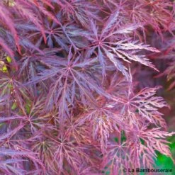L'Acer Palmatum Dissectum Inaba Shidare : Pot 15L 5 L'Acer Palmatum Dissectum Inaba Shidare : Pot 15L -Magasin De Graines De Plantes 748214 002