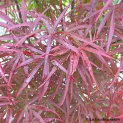 Acer Palmatum ‘Atrolineare’ C7L H.60/80cm -Magasin De Graines De Plantes 748246 003