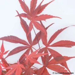 Acer Palmatum ‘Atrolineare’ C7L H.60/80cm -Magasin De Graines De Plantes 748246 004