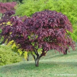 Acer Japonicum 'Palmatum Blood Good' C30L H.100/125cm -Magasin De Graines De Plantes 748254 001