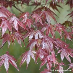 Acer Japonicum 'Palmatum Blood Good' C30L H.100/125cm -Magasin De Graines De Plantes 748254 002