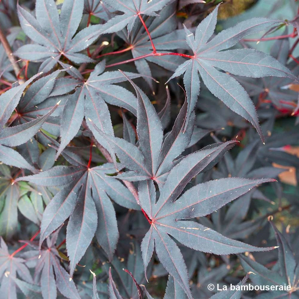 Acer Japonicum 'Palmatum Blood Good' C7L H.60/80cm 3 Acer Japonicum 'Palmatum Blood Good' C7L H.60/80cm – Image 3