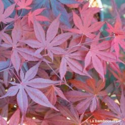 Acer Japonicum 'Palmatum Blood Good' C7L H.60/80cm 9 Acer Japonicum 'Palmatum Blood Good' C7L H.60/80cm -Magasin De Graines De Plantes 748257 004
