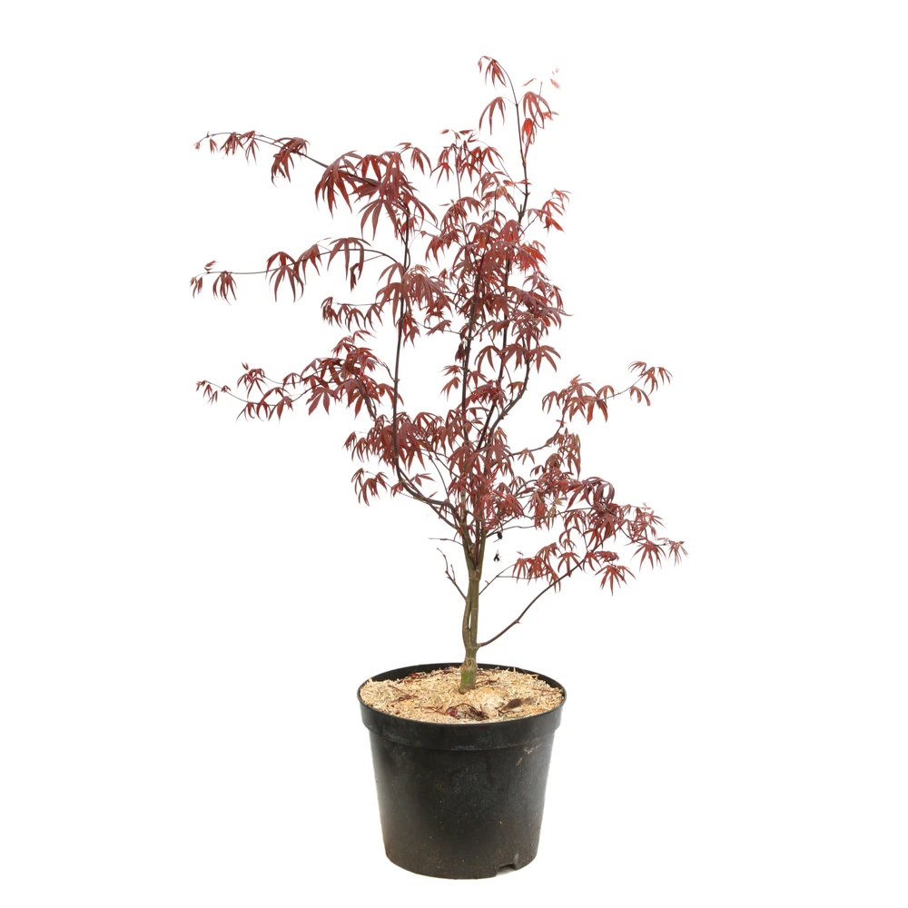 Acer Japonicum 'Palmatum Blood Good' C7L H.60/80cm 1 Acer Japonicum 'Palmatum Blood Good' C7L H.60/80cm
