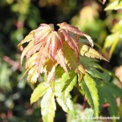 Acer Palmatum Katsura : C7L H.60/80cm -Magasin De Graines De Plantes 748269 001