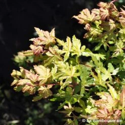 Acer Palmatum Katsura : C7L H.60/80cm -Magasin De Graines De Plantes 748269 002