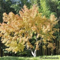 Acer Palmatum Katsura : C7L H.60/80cm -Magasin De Graines De Plantes 748269 003