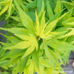 Acer Palmatum 'Mikawa Yatsubusa' : C5L H.30/40cm 5 Acer Palmatum 'Mikawa Yatsubusa' : C5L H.30/40cm -Magasin De Graines De Plantes 748278 001