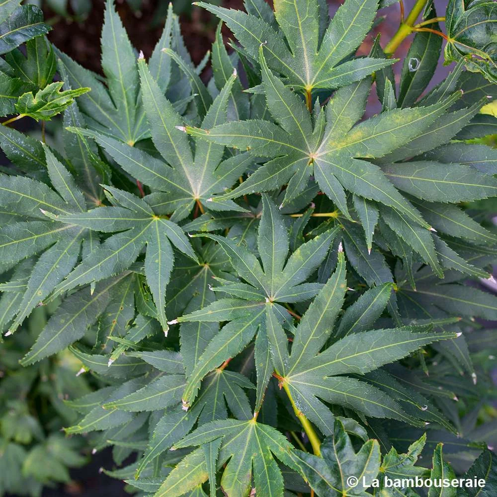 Acer Palmatum 'Mikawa Yatsubusa' : C5L H.30/40cm 2 Acer Palmatum 'Mikawa Yatsubusa' : C5L H.30/40cm – Image 2