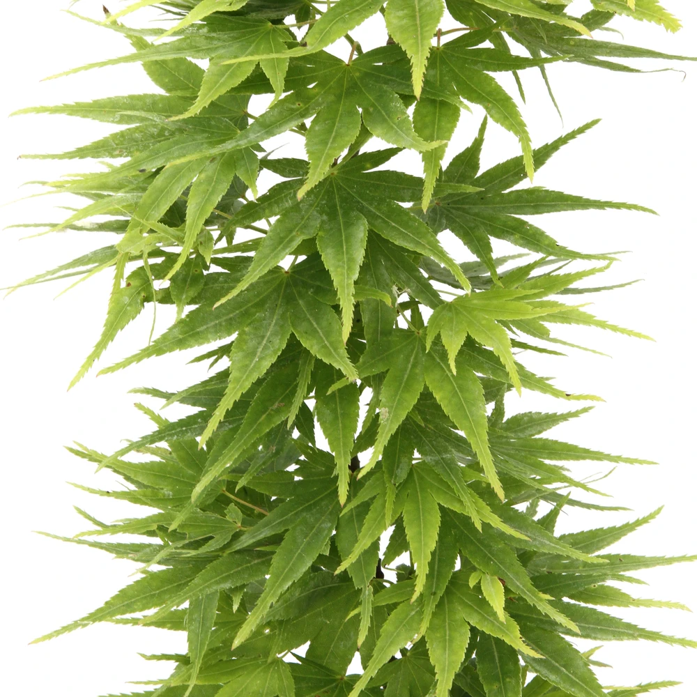 Acer Palmatum 'Mikawa Yatsubusa' : C5L H.30/40cm 1 Acer Palmatum 'Mikawa Yatsubusa' : C5L H.30/40cm