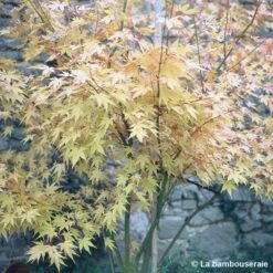Acer Palmatum 'Orange Dream' :C7L H.60/80cm -Magasin De Graines De Plantes 748282 002